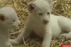 У зоопарку під Києвом народилося п'ять левенят рідкісного виду
