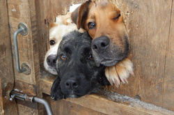 Гав-гав из-под забора, или Отчаянные собаки, желающие поздороваться