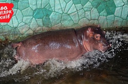 У Київському зоопарку з’явилася бегемотиха