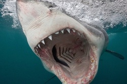 Пугающие фотоснимки беспощадных белых акул от морского биолога Криса Перкинса