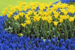 Український прапор з квітів претендуватиме на рекорд Гіннеса