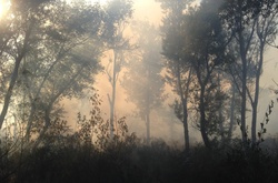 Пожежу на Трухановому острові в Києві ліквідовано