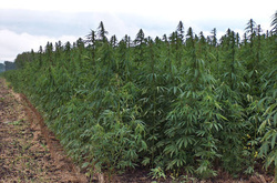 Поліцейські ліквідували плантацію коноплі на Буковині