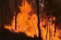 Португалію охопили лісові пожежі