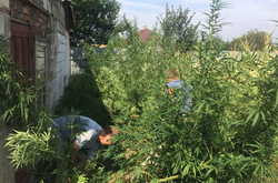 Поліція виявила у жителя Волновахи коноплі на 300 тисяч гривень