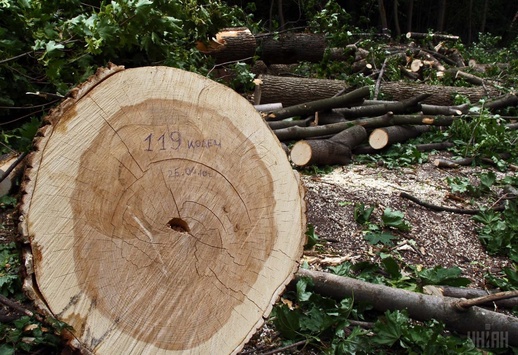 На Закарпатті за незаконну вирубку лісу притягли до відповідальності більше 10 прикордонників
