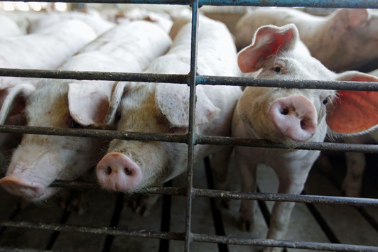 В Одеській і Кіровоградській областях зафіксовано випадки африканської чуми свиней