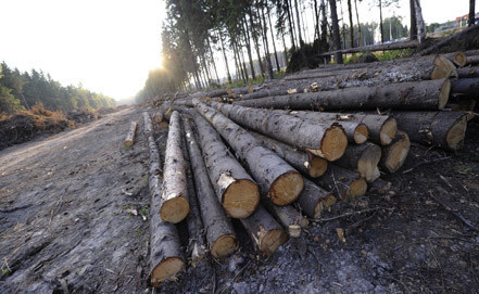 Поліцейські викрили злочинців, які незаконно вирубали ліс на Волині та Закарпатті