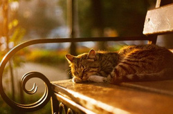 На більшій частині України встановиться тепло з короткочасними дощами 