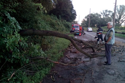 На Закарпатті на автомобіль під час руху впало дерево