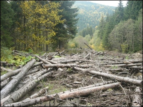 Прикордонна служба: за вирубку лісу на Закарпатті покарано 19 чиновників 