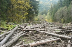 Прикордонна служба: за вирубку лісу на Закарпатті покарано 19 чиновників 
