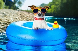 Собаки, которые провели лето лучше, чем многие из нас 