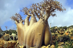 Остров в Индийском океане: самое «инопланетное» место на Земле