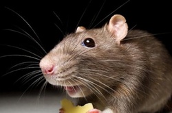 Літак з Малі до Франції затримали на дві доби через мишу