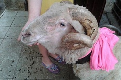 Український баран-рекордсмен і його казкова історя