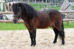 В столичному музеї дівчину покусав поні