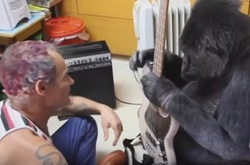 Басист Red Hot Chili Peppers научил гориллу играть на гитаре