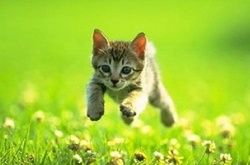 Сьогодны киян очікує тепла та суха погода