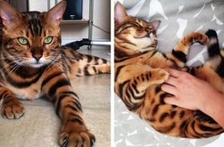 Бенгальский кот по имени Тор: новое помешательство пользователей сети Instagram 