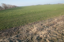 Україна поки не готова до відкриття ринку землі -  Скоцик