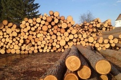 На Одесщині виявили ліс-кругляк, підготовлений до експорту