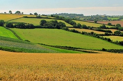 У Гройсмана пропонують продавати не землю, а право її орендувати