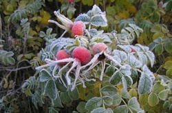 В Україну йдуть заморозки