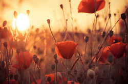 В Україні збережеться тепла погода без дощів