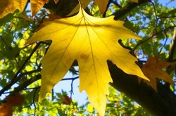 Синоптики обіцяють на суботу теплу погоду