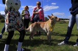 «Друг героя»: собаки-терапевти виступили для дітей-переселенців