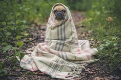 Сьогодні у Києві - без опадів, до +17