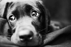 У столиці догхантери стріляють та труять собак