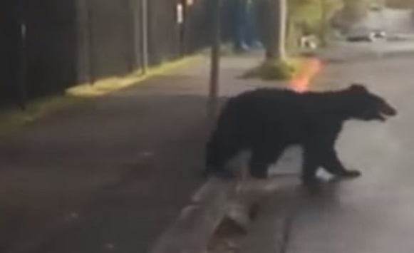 У США поліція дві години ловила ведмедя на вулицях міста