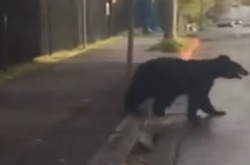 У США поліція дві години ловила ведмедя на вулицях міста