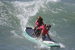 У США пройшли змагання серед собак-серфінгістів