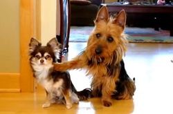 Забавные фотографии провинившихся собак, которым очень-очень стыдно 