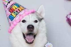 Хаски без лап прославилась в Instagram