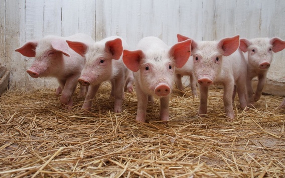 Молдова тимчасово заборонила ввезення свинини з України