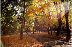 У п’ятницю в Україну повернеться літо