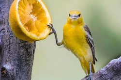 Comedy Wildlife Photography Awards: На конкурсе выбрали самые смешные снимки животных 