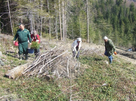 Еколог розповів, як лісгоспи заробляють на «сірих» санітарних рубках
