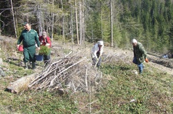 Еколог розповів, як лісгоспи заробляють на «сірих» санітарних рубках