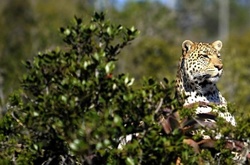 У Маріуполі із приватного зоопарку депутата втік леопард