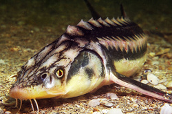 Царська риба повертається в столичні води Дніпра