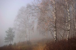 У четвер Україну вкриє туман 