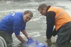 Історичне зариблення: у Дніпро випустили царську рибу 