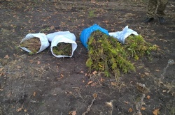 СБУ виявила плантацію марихуани у районі проведення АТО