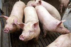 Румунія заборонила імпорт української свинини