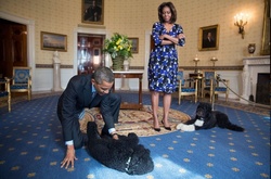 Первые собаки США: четвероногие друзья американских президентов 